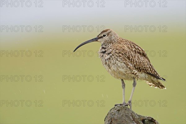 Whimbrel