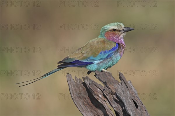 Lilac-breasted Roller