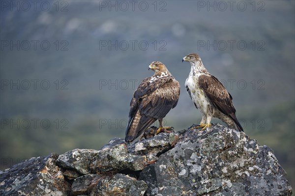 Bonelli's eagle