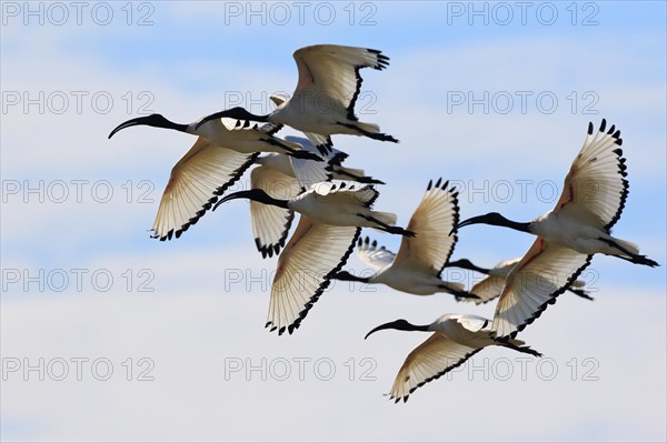 African sacred ibis