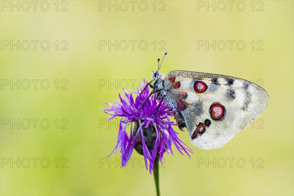 Red Apollo butterfly female