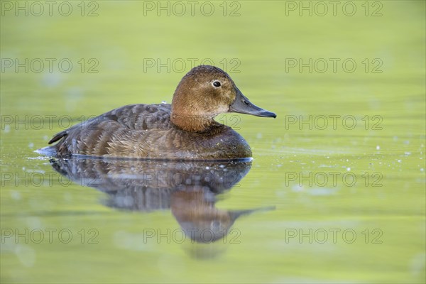 Female pochard