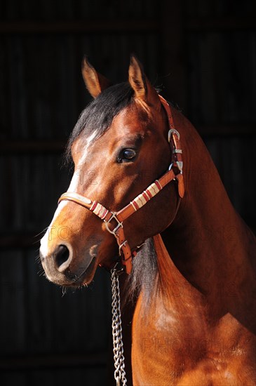 American Quarter Horse