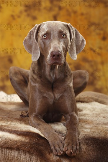 Weimaraner