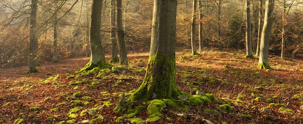 Light beech forest on log pile with moss in late autumn