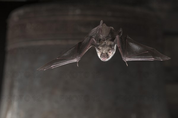 Greater mouse-eared bat