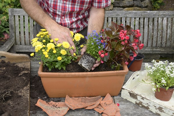 Planting summer flowers in plant pots