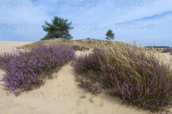 Common Heather