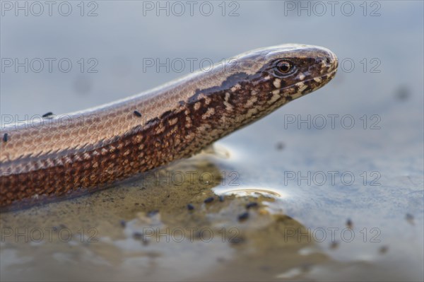 Slow worm