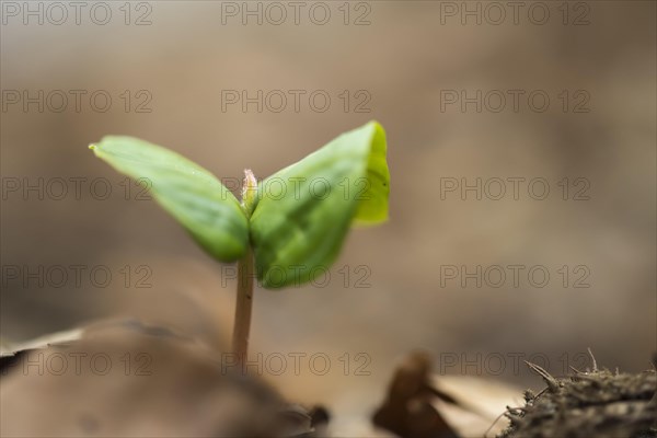 Beech seedling