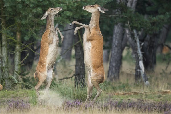 Red deer