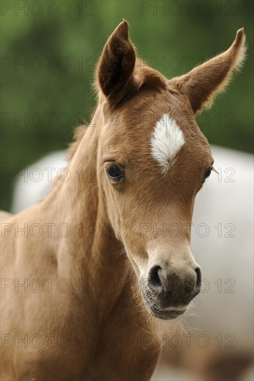 Arabian thoroughbred