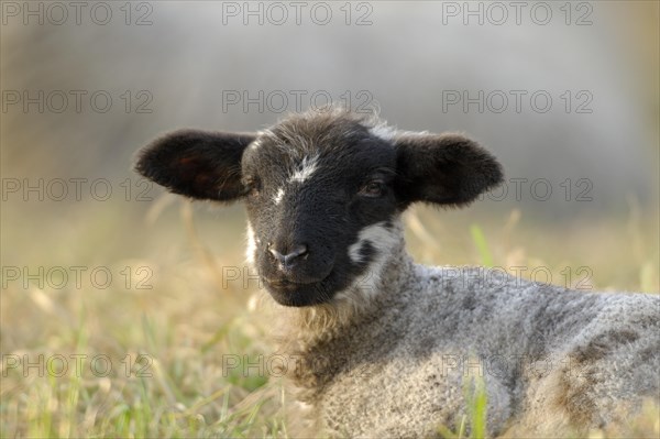 Domestic sheep