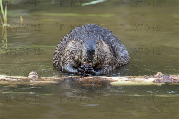 Canadian beaver