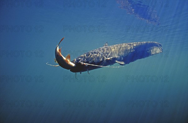 Catfish eating rudd