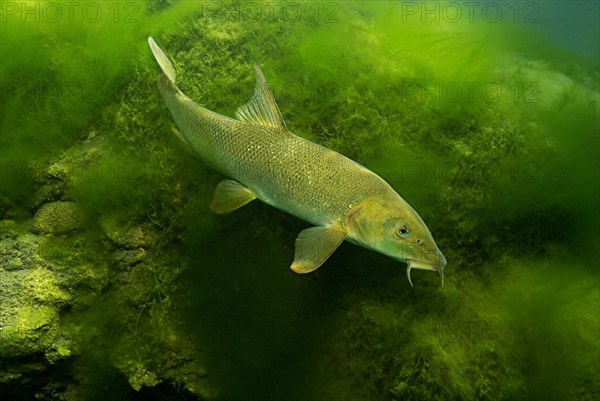 Common barbel