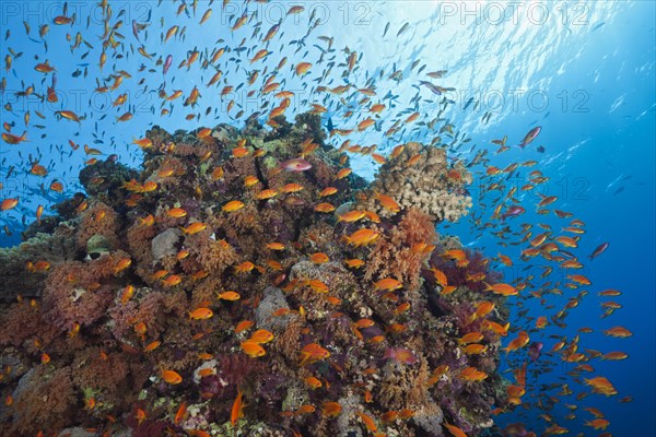 Harem flagfish on the reef