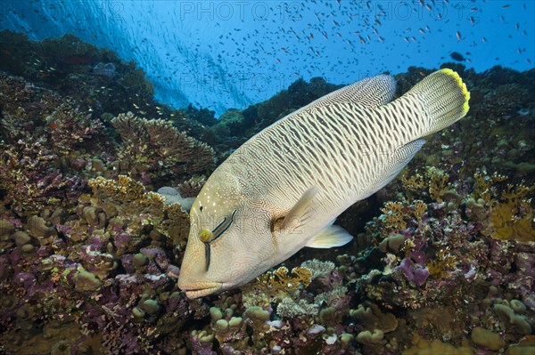 Juvenile Napoleon Humpback Wrasse