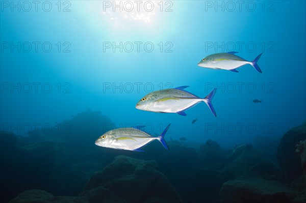 Bluefin trevally