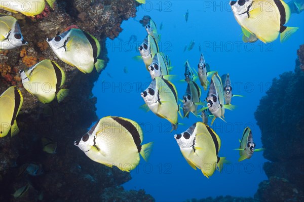 Shoal of Barberfish