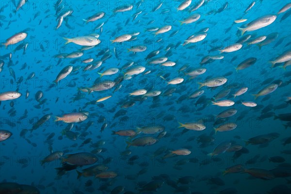 Shoal of swallowtail damselfish