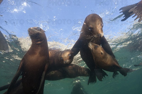 California Sea Lion