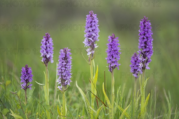 Southern marsh orchid