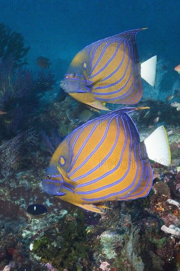 Pair of blue ring angelfish