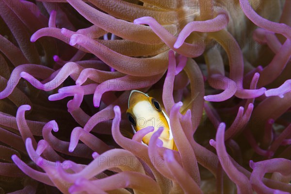 Sharks Anemonefish