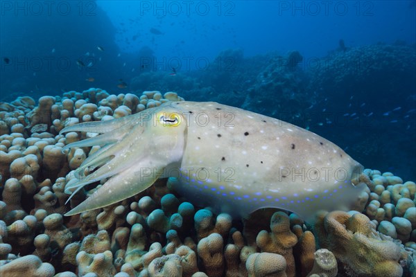Broad lump squid
