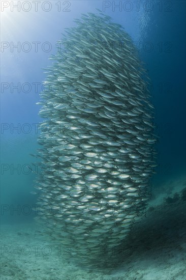 Shoal of ox-eye mackerel