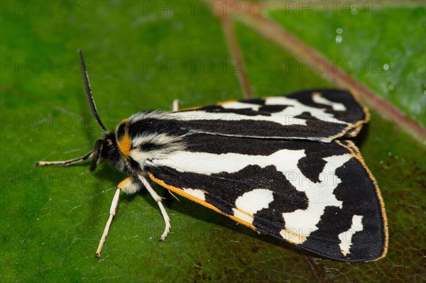 Wood Tiger