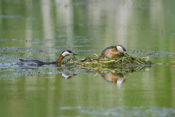 Red-necked grebe