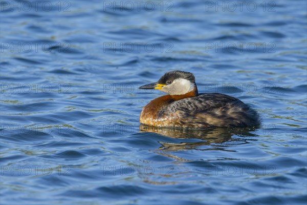 Red-necked grebe