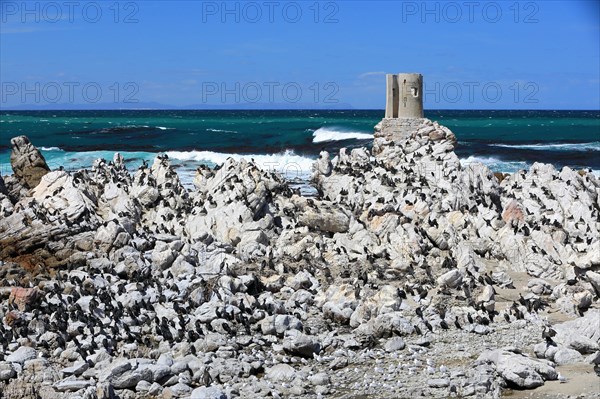 Cape Cormorant