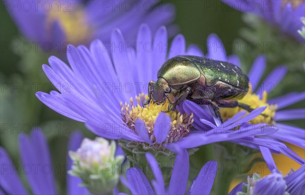 Golden Shining Rose Beetle