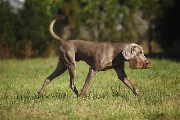 Weimaraner with a dog toy in his mouth