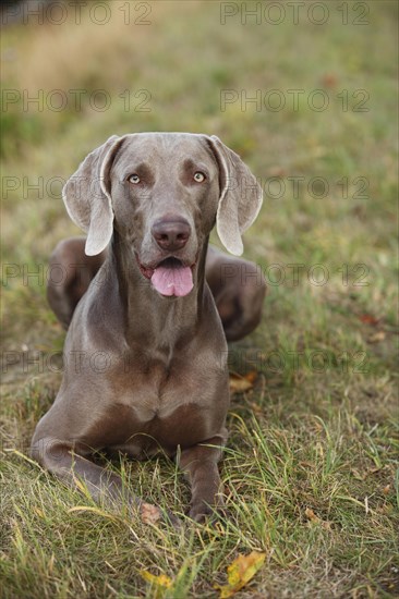 Weimaraner