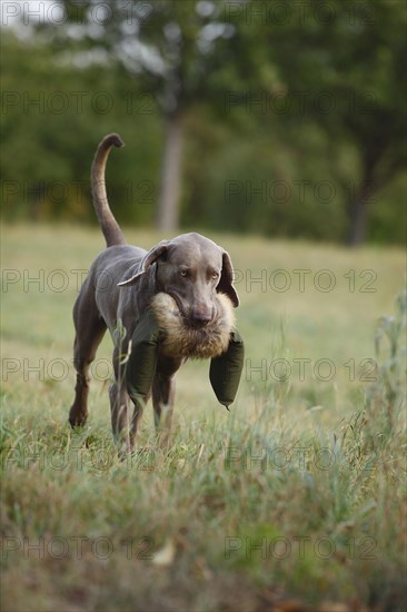 Weimaraner