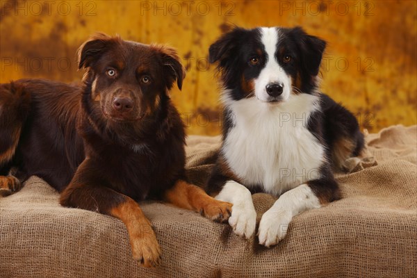 Australian Shepherds