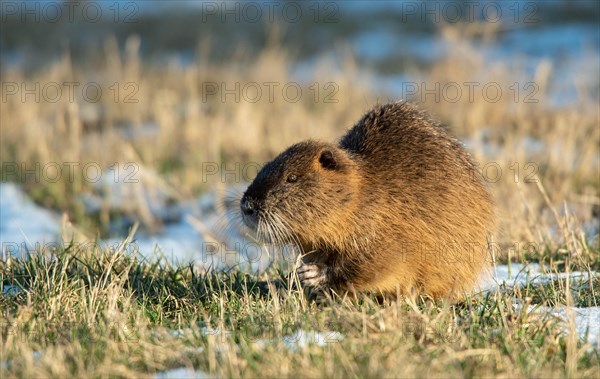 Nutria