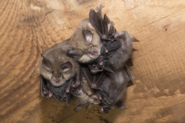 Lesser horseshoe bat