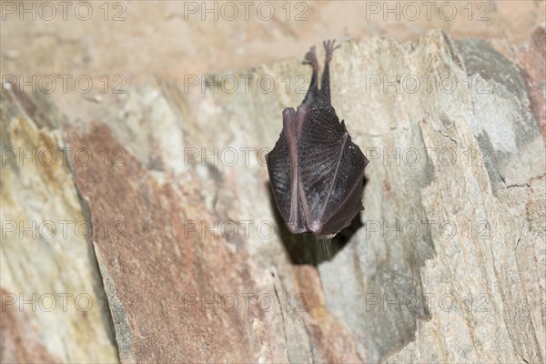 Lesser horseshoe bat