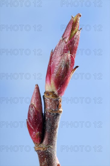 Flowering currant