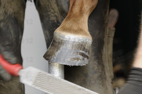 Farrier at work