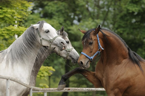 Arabian thoroughbred