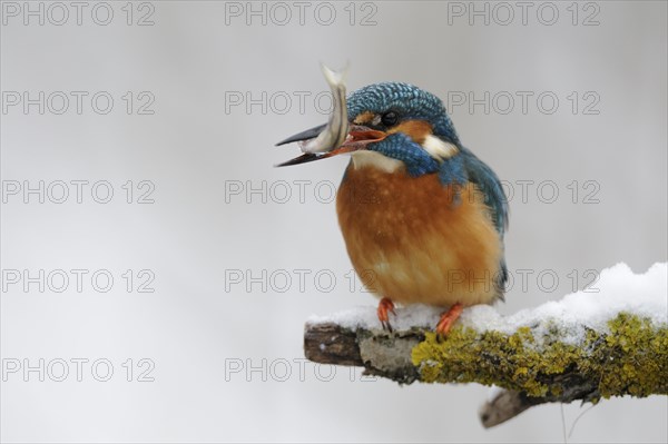 Common kingfisher