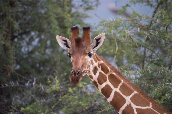 Reticulated giraffe