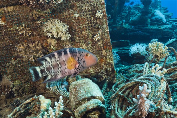 Red-breasted Wrasse at Wrack der Heaven One