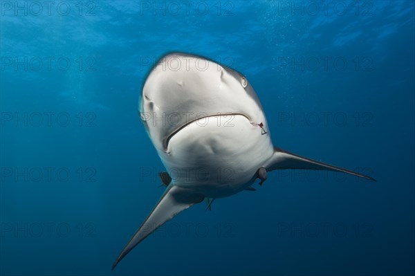 Blacktip Shark